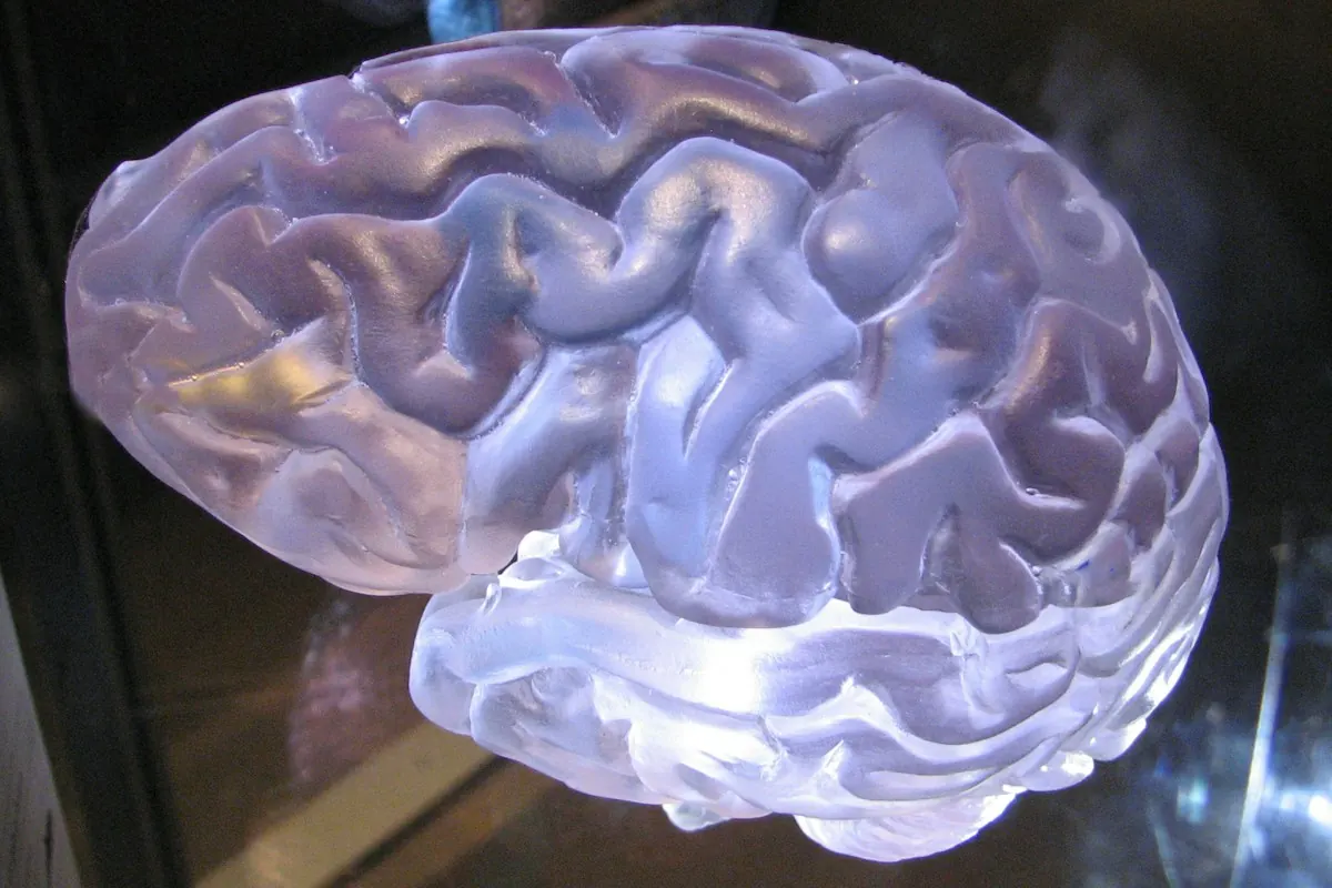 Modelo de cérebro humano iluminado, símbolo dos estudos de neuromarketing com ressonância magnética.